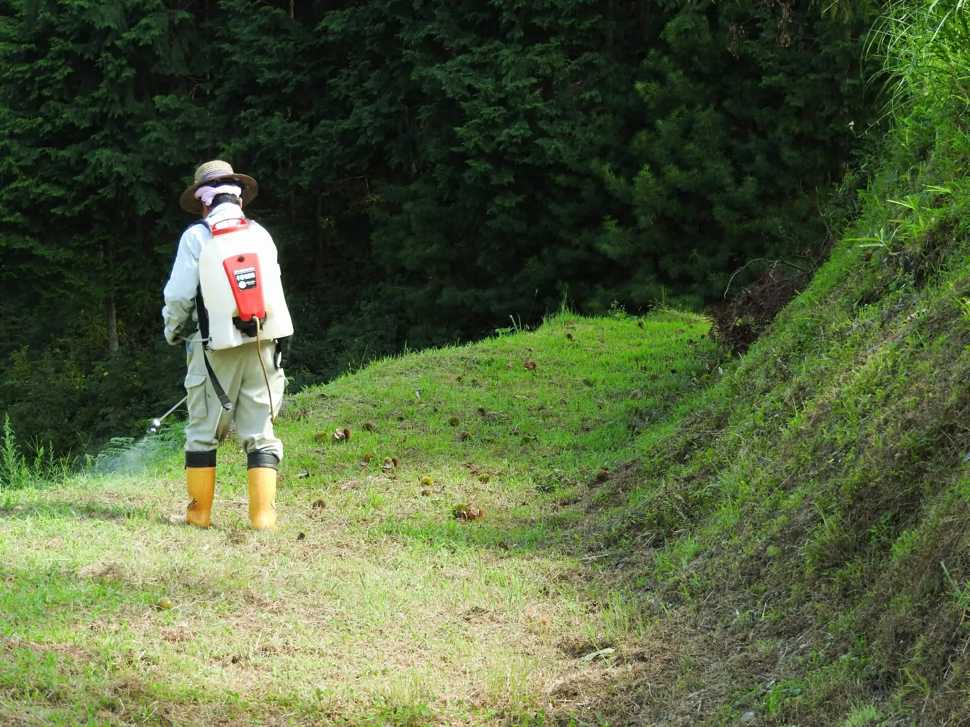除草剤散布で効果が出ない真相とは？プロ直伝の失敗ゼロ最新ノウハウ