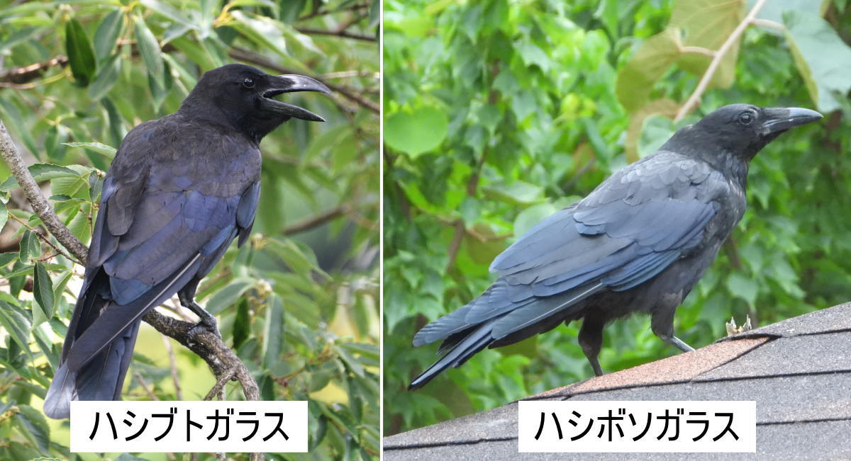 カラスノエンドウ笛が鳴らない原因は？高音で響く作り方とコツ