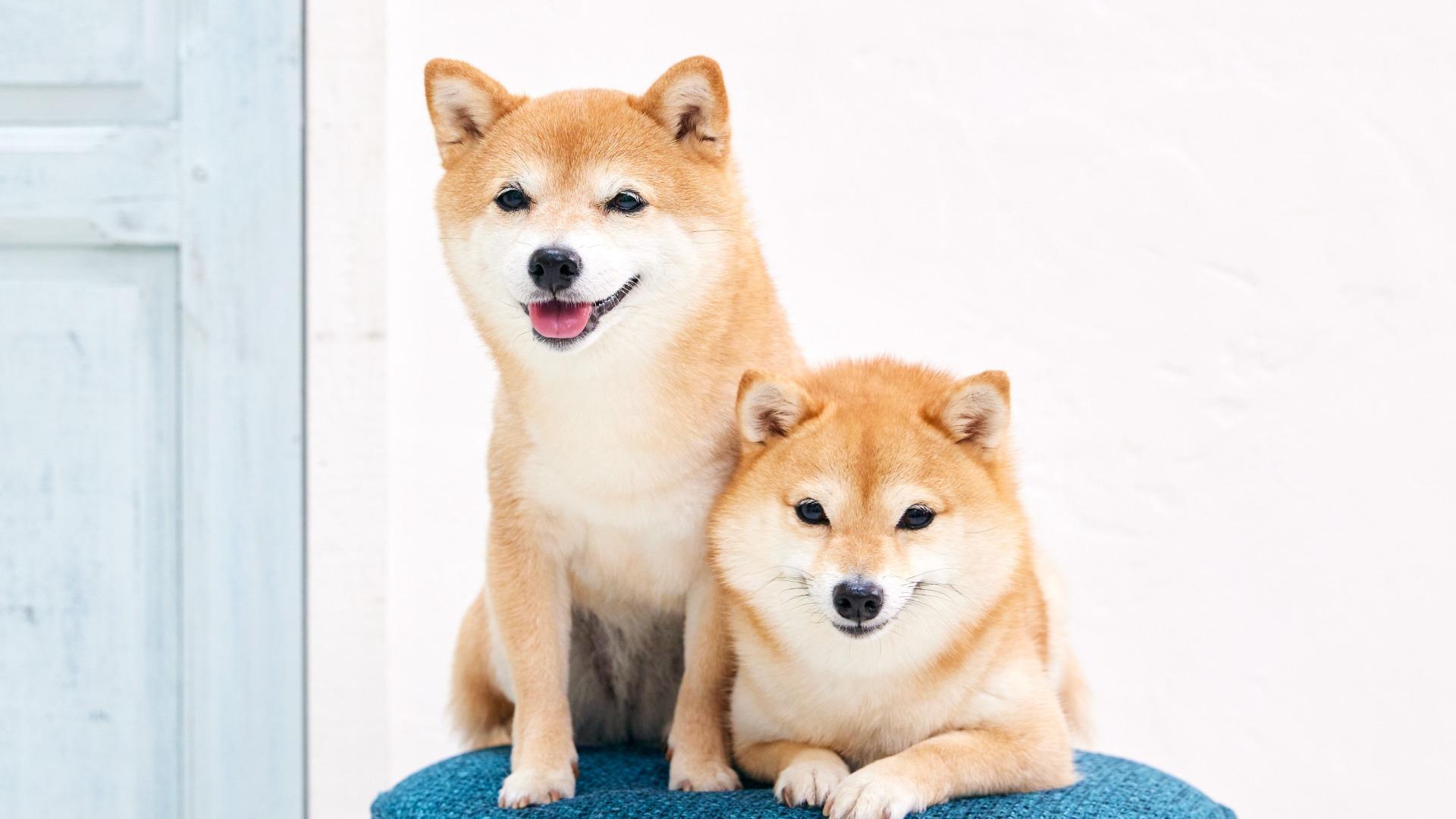 【2026】一休の犬と泊まれる高級宿！口コミ評判と失敗しない選び方
