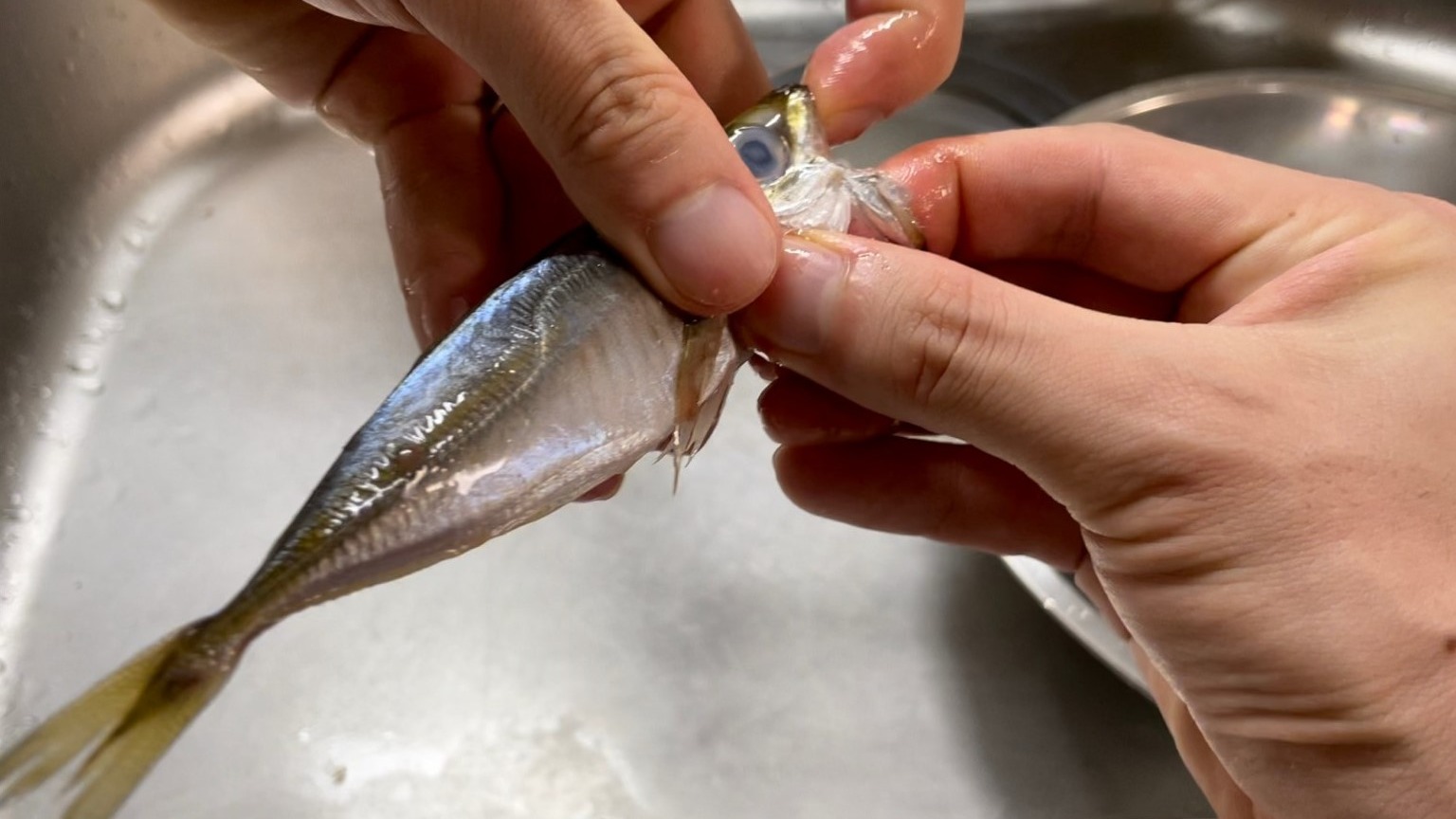 豆アジ下処理の時短革命！包丁なしでエラ内臓を一瞬で抜くプロの極意