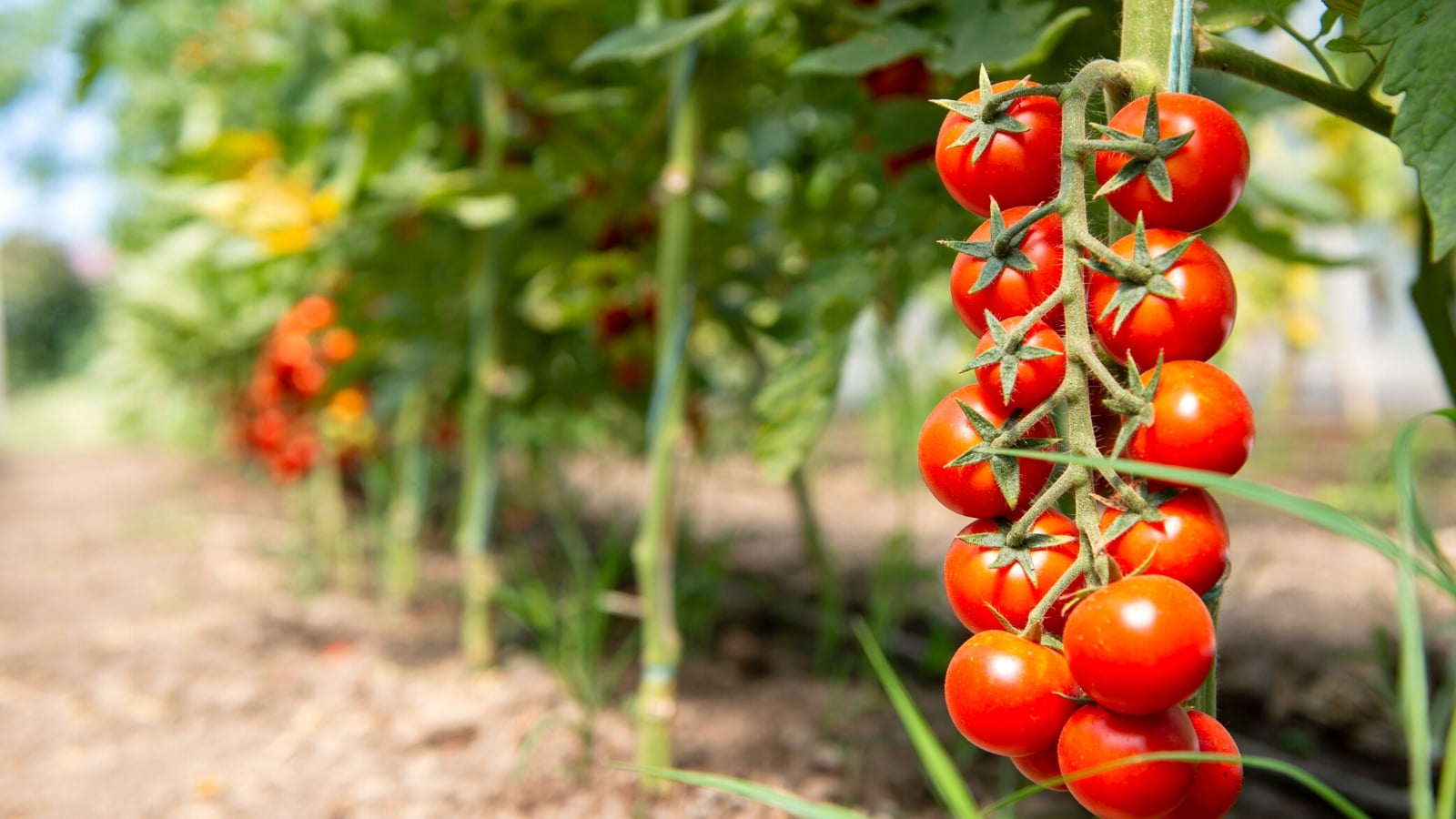 Grow a Tomato from a Tomato
