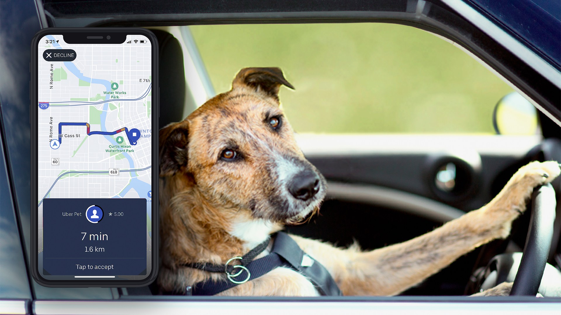 Can You Take a Dog on Uber