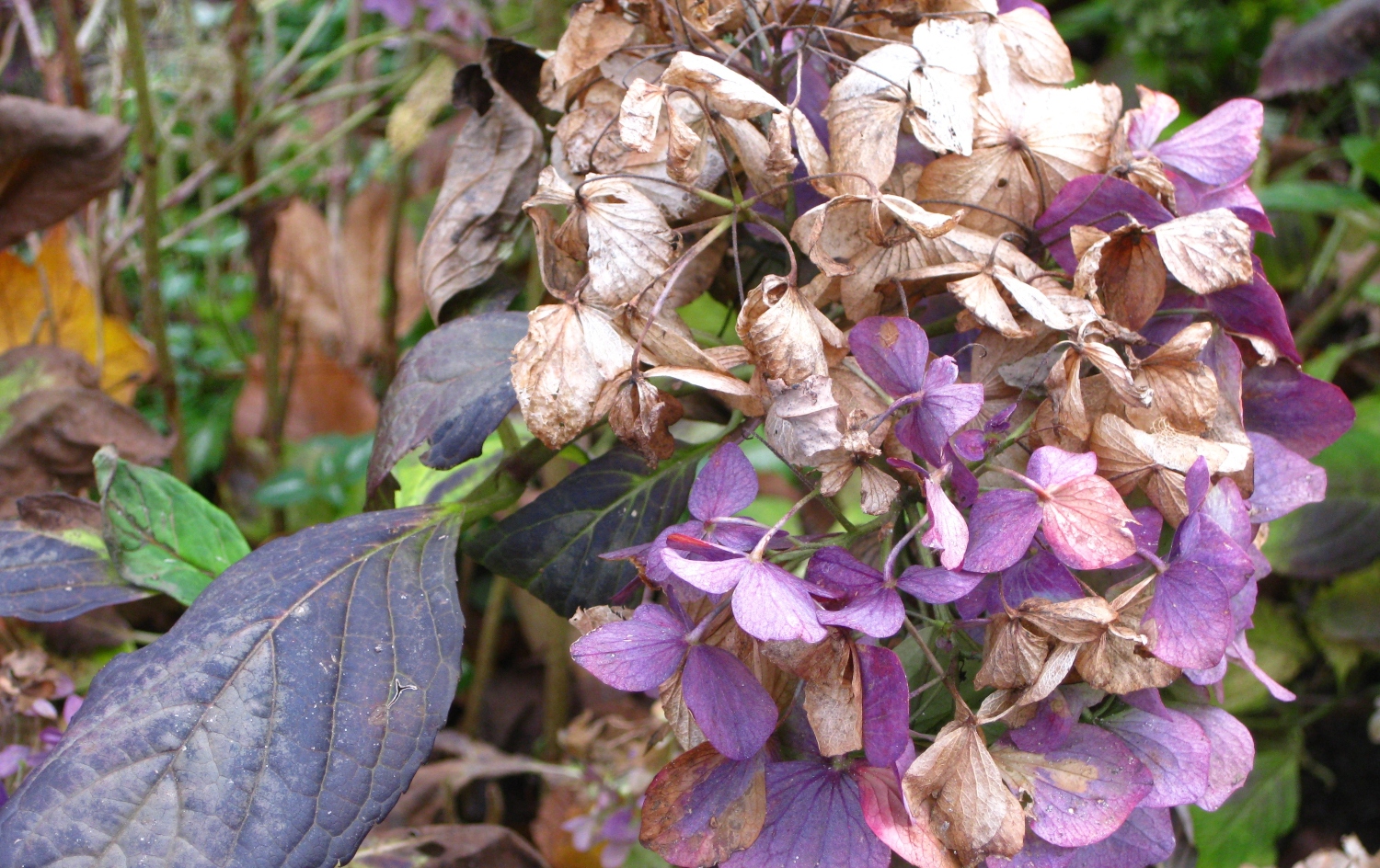 What to Do When Hydrangea Blooms Die