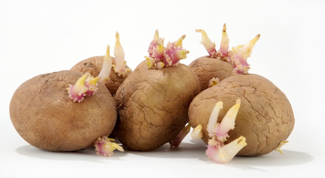 ジャガイモの芽は加熱しても毒が消えない？食中毒を防ぐ安全な取り方を徹底解説