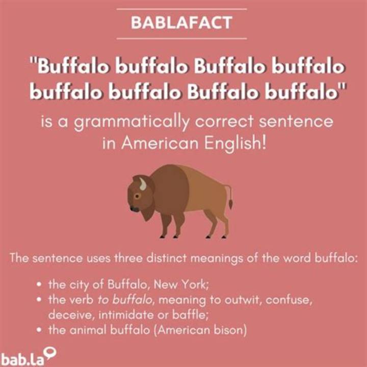 Buffalo Buffalo Buffalo Buffalo Buffalo: Meaning, Origin, and Why It Matters