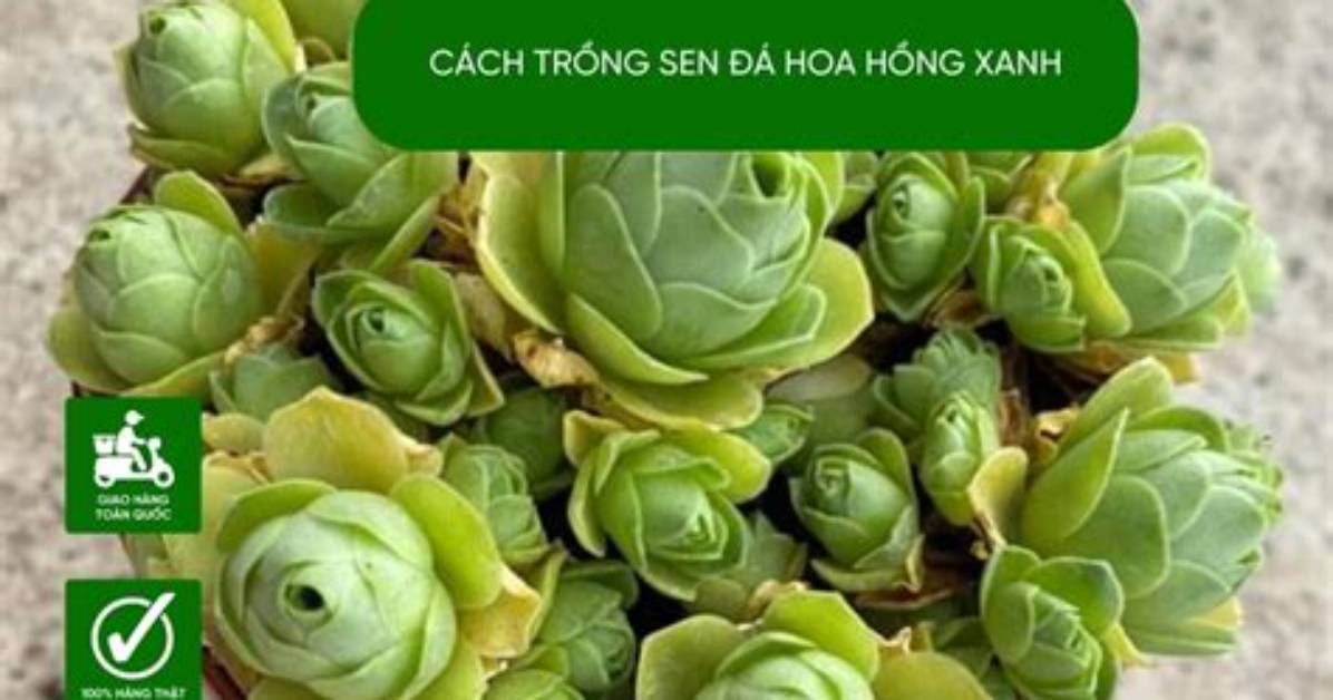 Da Sen