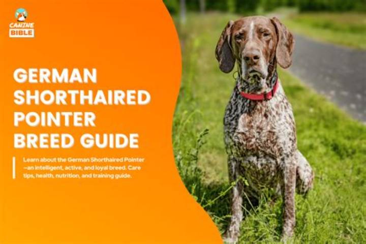 German Shorthaired Pointer Sc: Temperament, Training, and Care Guide