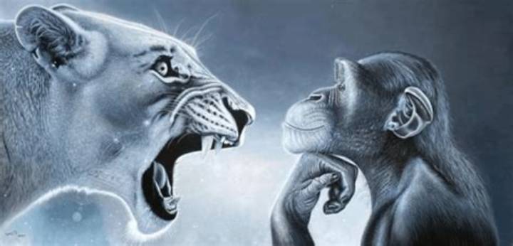 Monkey Rage Baiting Lion: Why It Happens and What It Means