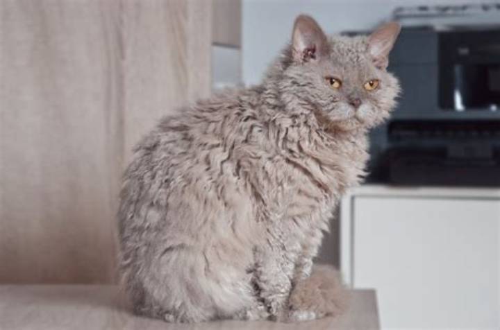 Rare Selkirk Rex Kitten: What Makes the Fleece-Curled Cat So Special