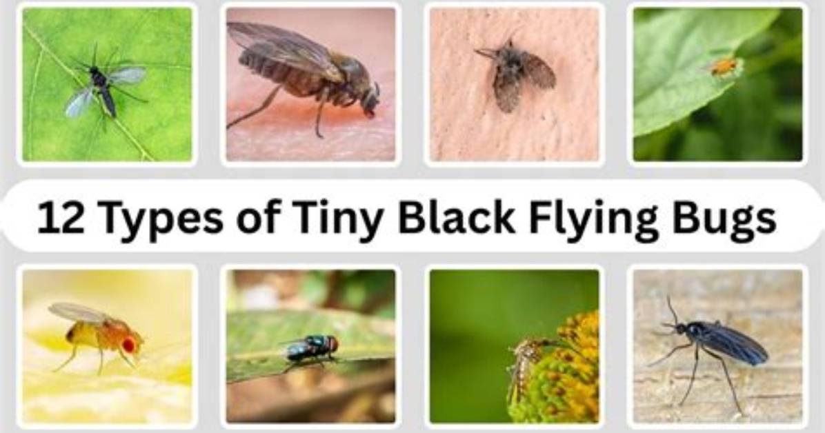 Tiny Flying